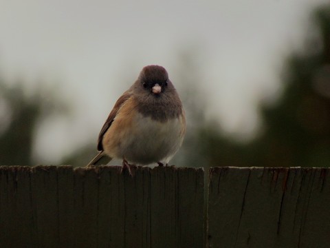 обои twig, beak