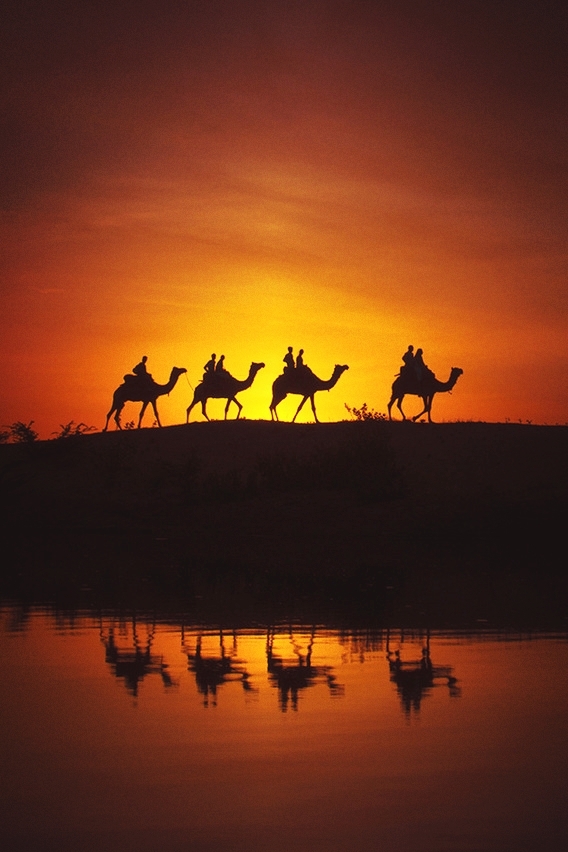 Camel train