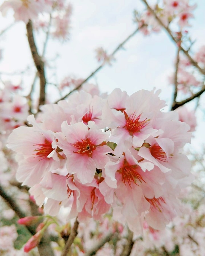 sakura
