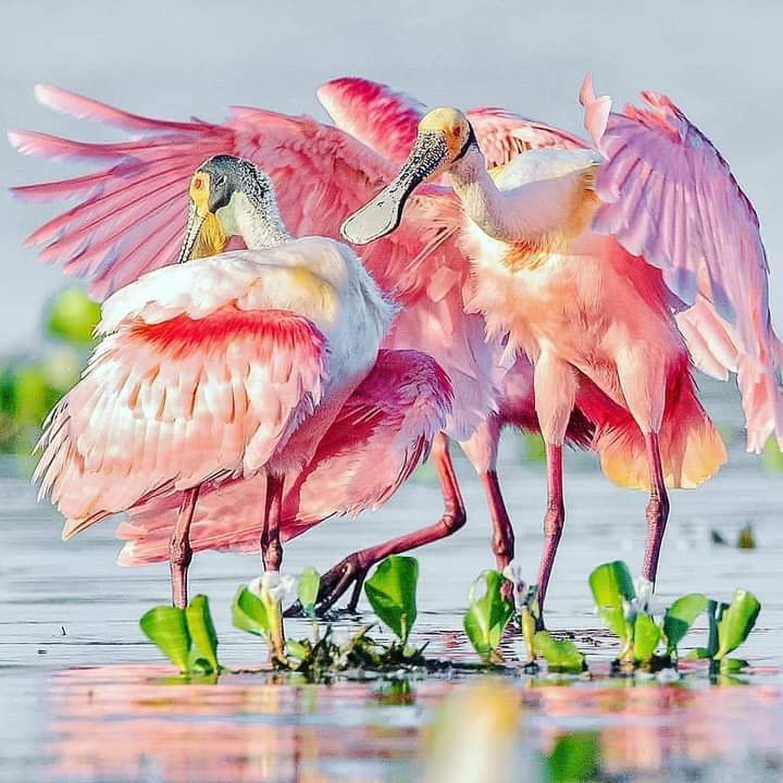 Birds