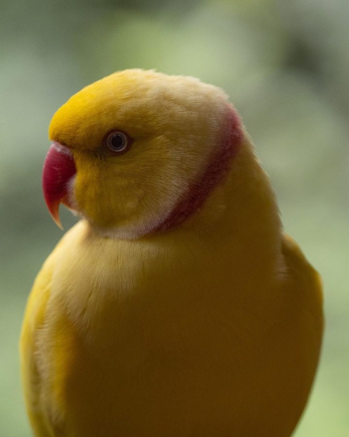 bird