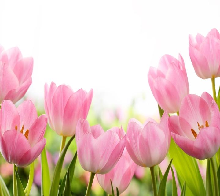 Pink tulip