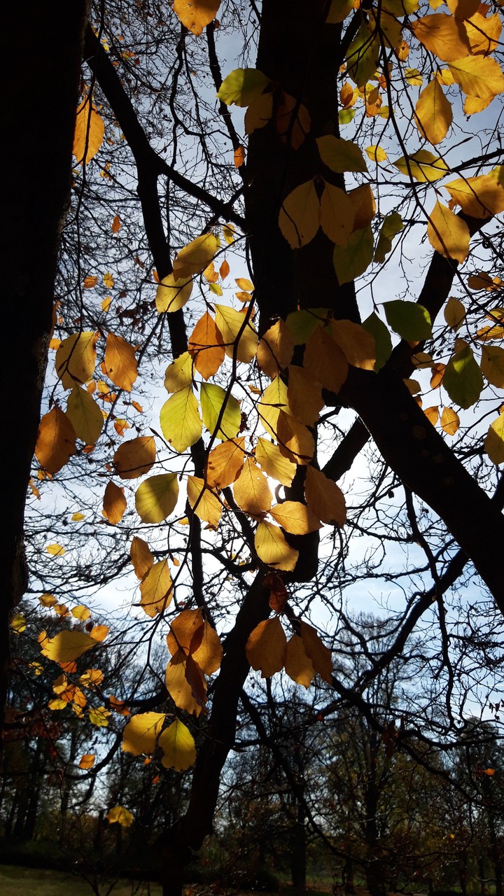 autumn