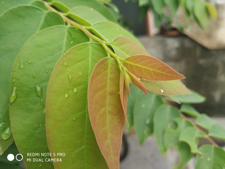 rainy leaf