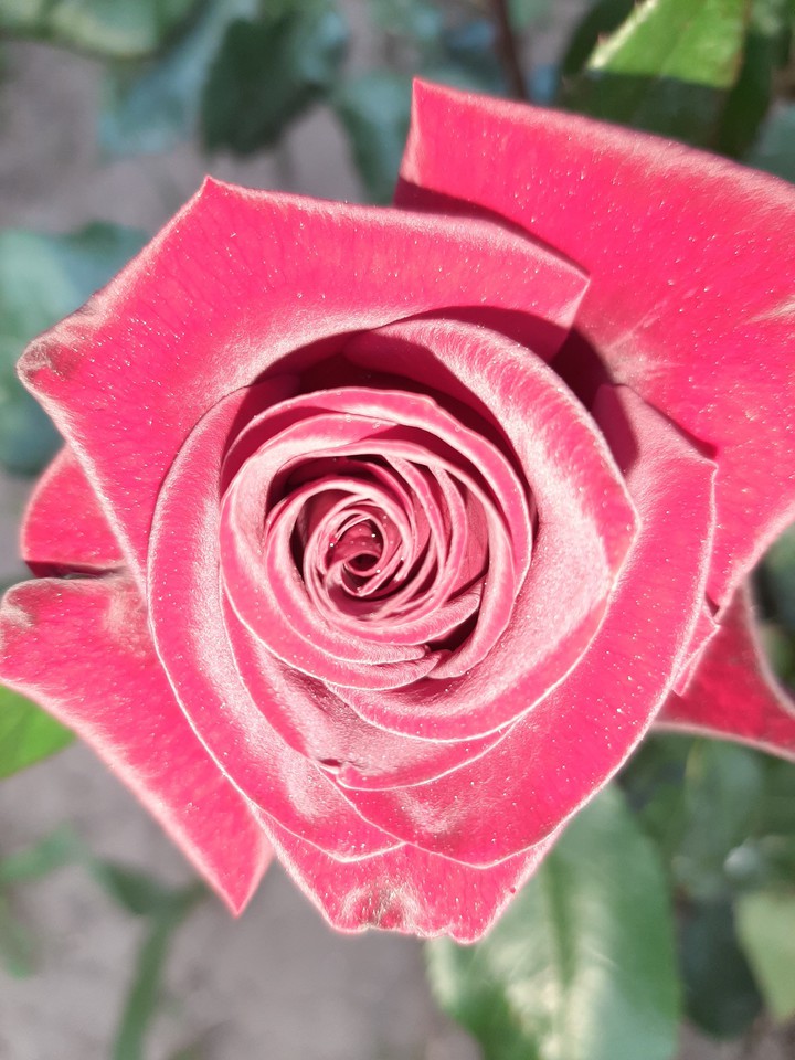 Red rose