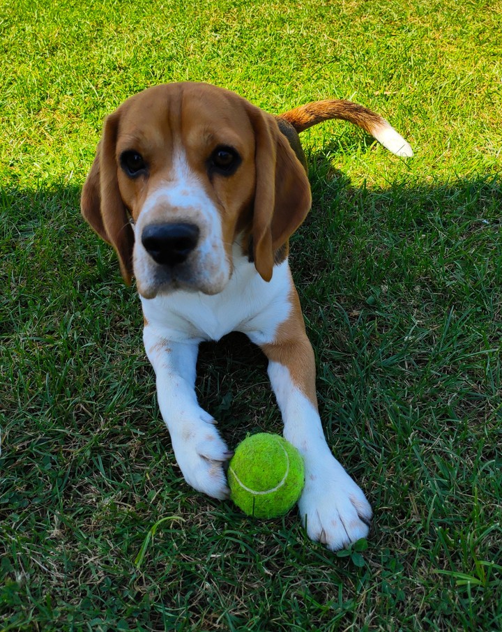 Do you want my ball?
