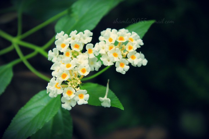 flower