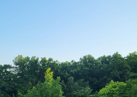 summer, green壁纸
