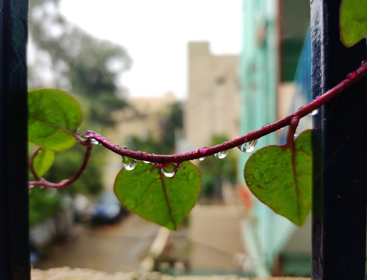 #rain #beautiful #plant