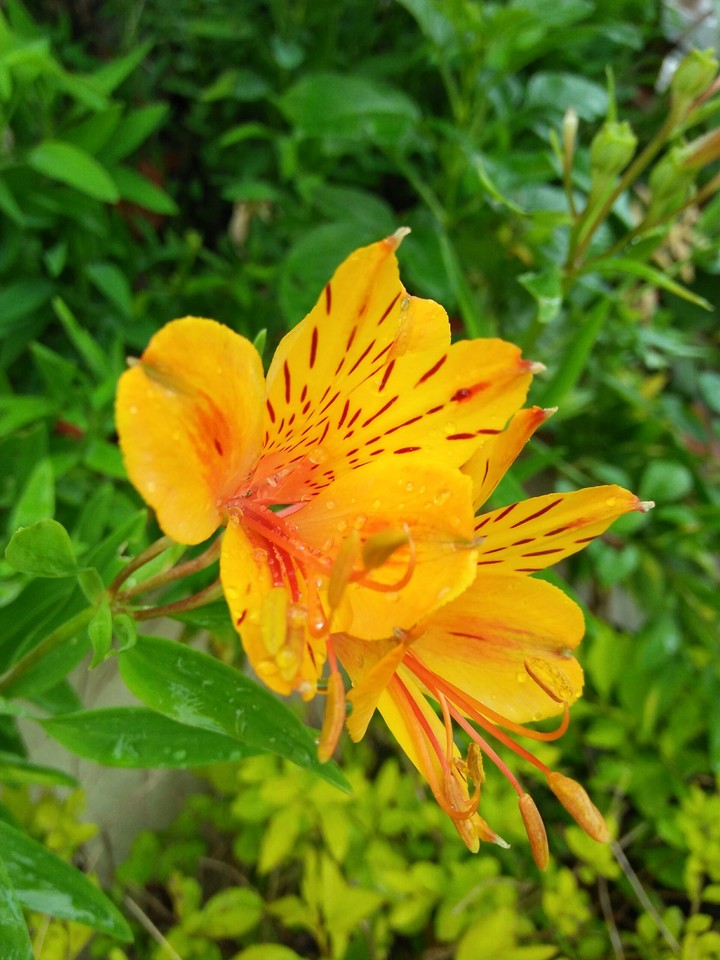 flower