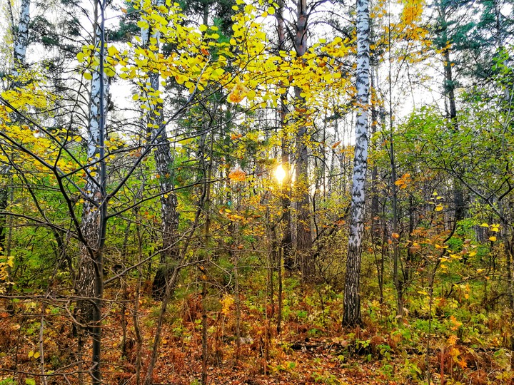 forest