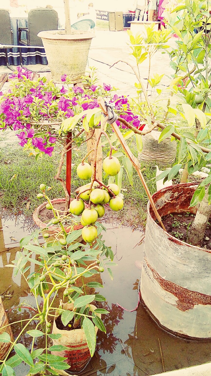 আমাদের দেশি ফল (  আমরা)