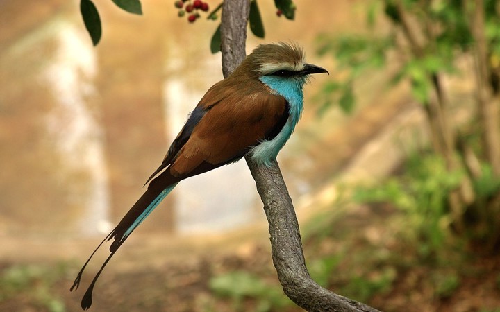 bird