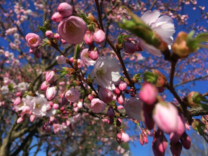 sakura
