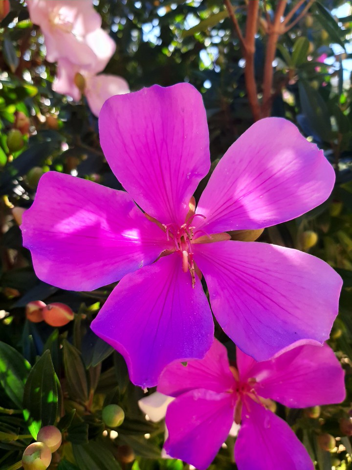Flores rosas