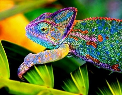 todas as cores