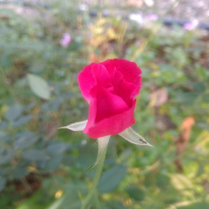 Pink Rosebud