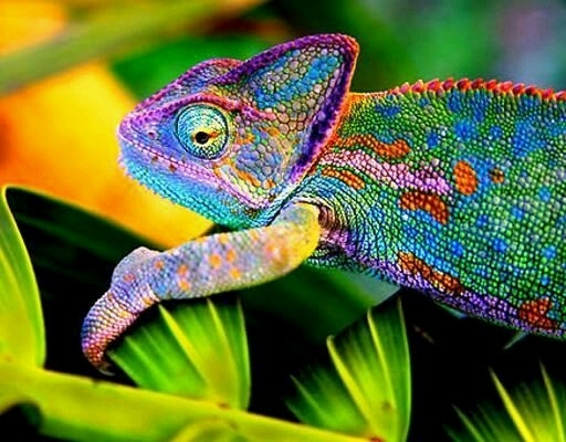 todas as cores