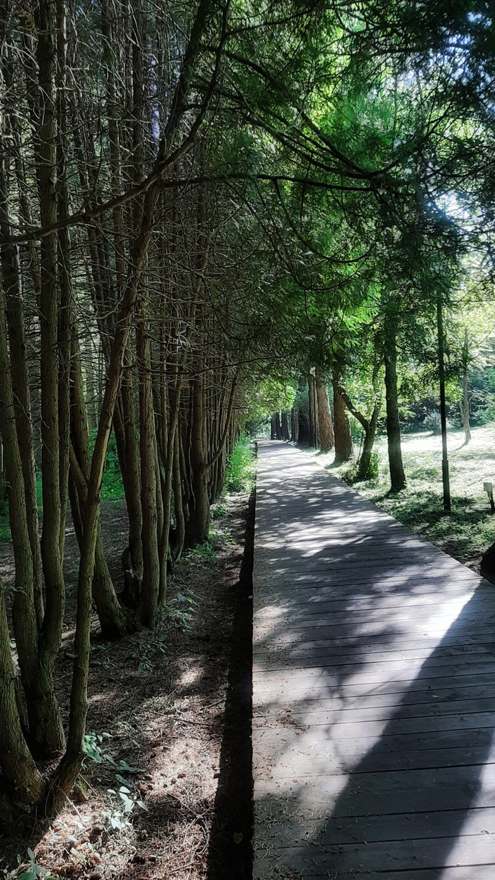 The Road in the Wood