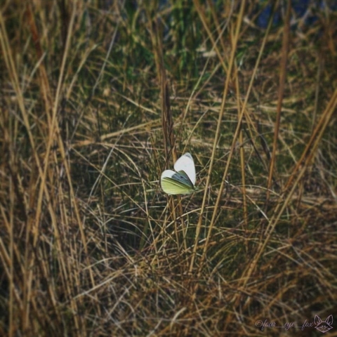 butterfly