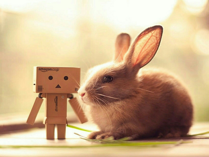 dambo and rabbit