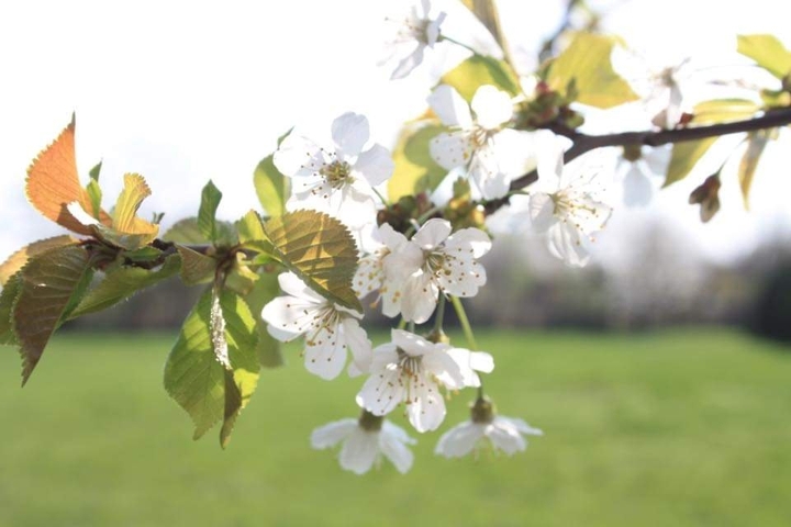 Blüten