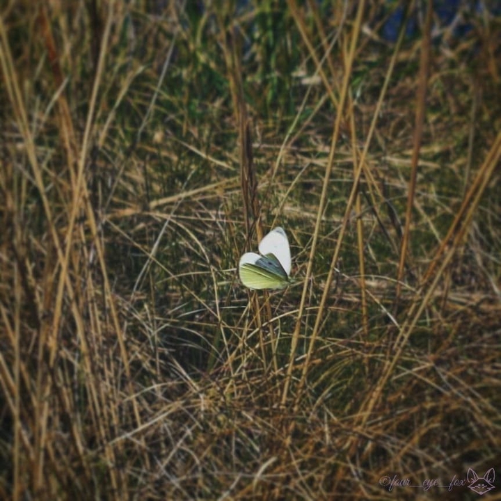 butterfly