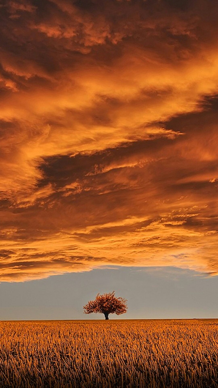 Golden Scenery