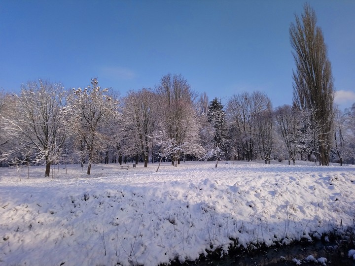 winter in the forest