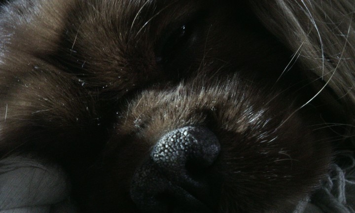 englisch doggy