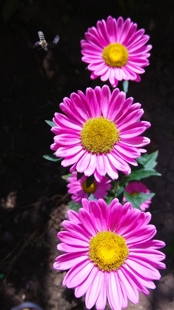 Sister Flowers