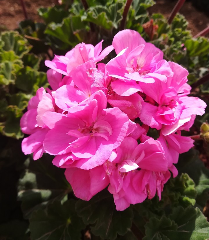 flowers