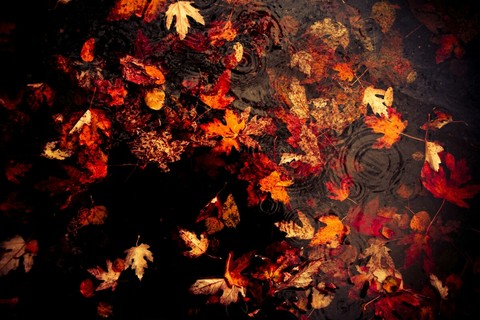 ταπετσαρίες autumn, darkness