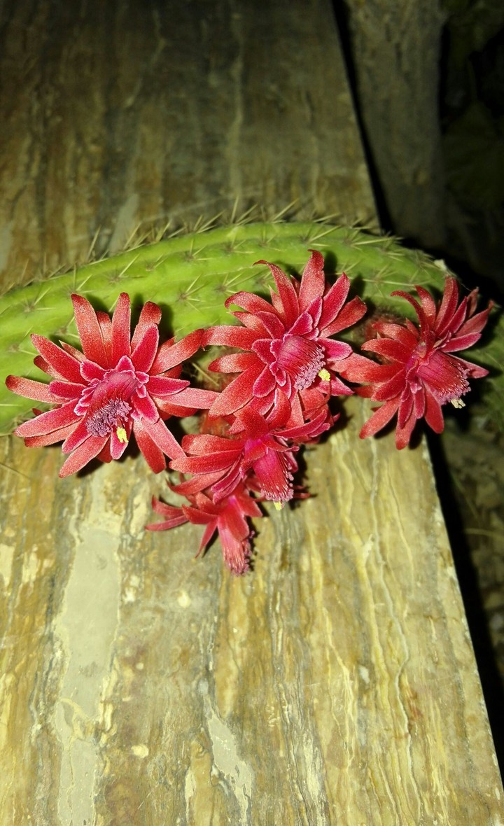cactus flower