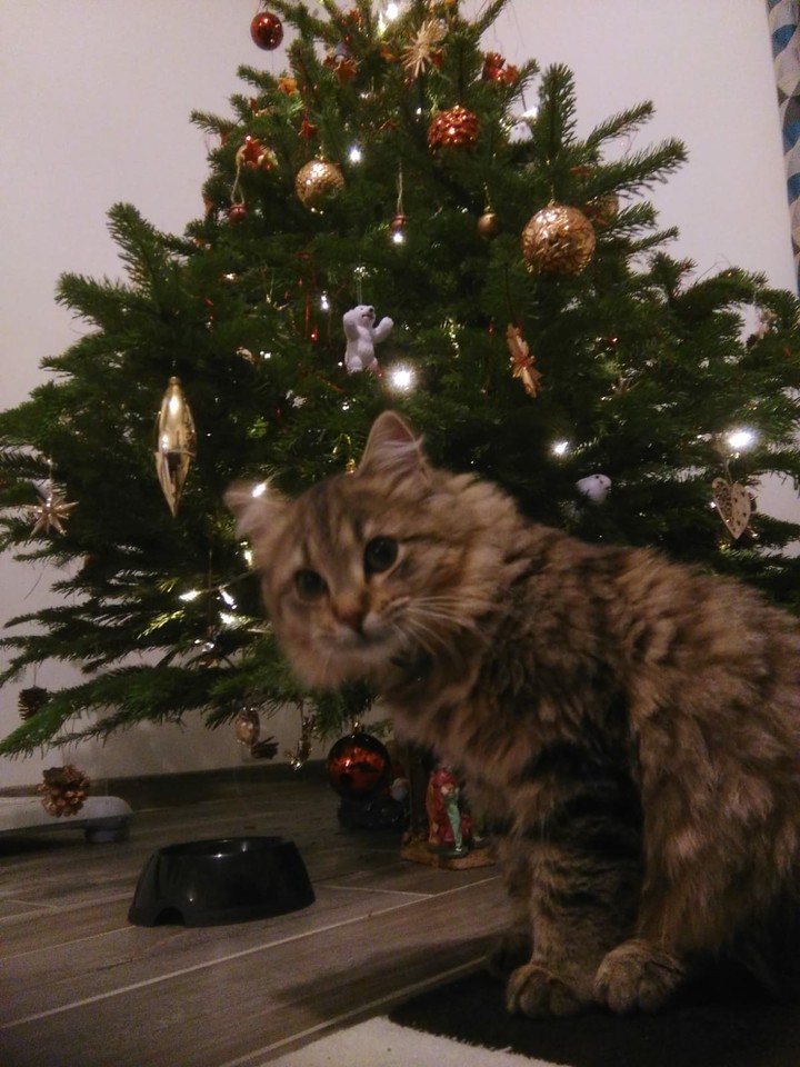 joyeux Noël