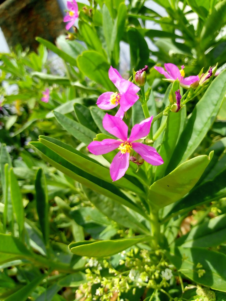 flower..