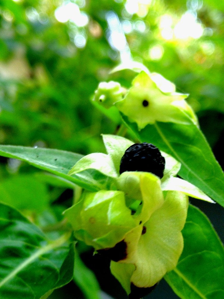 garden click