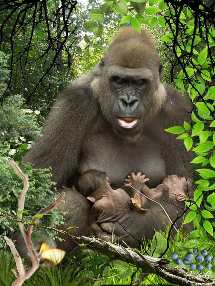 Gorilla