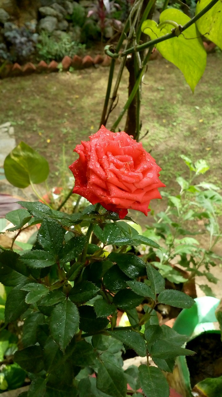 Orange rose