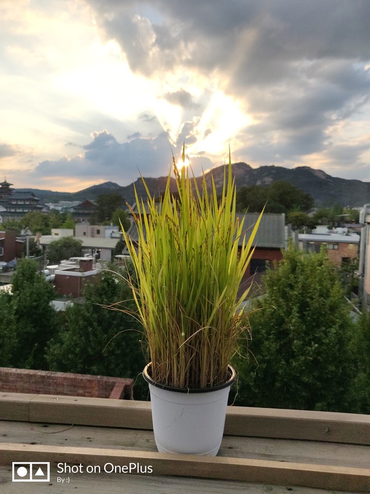 grassisgreener