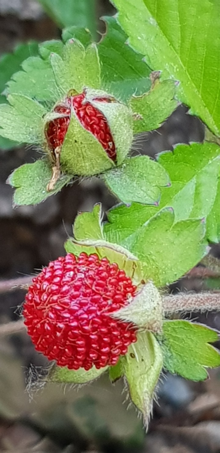 Wild strawberries