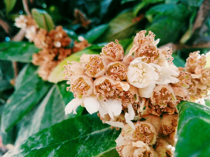 Eriobotrya flowers