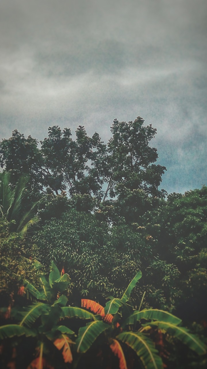 forest
