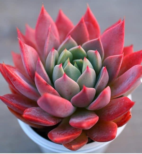 Flor