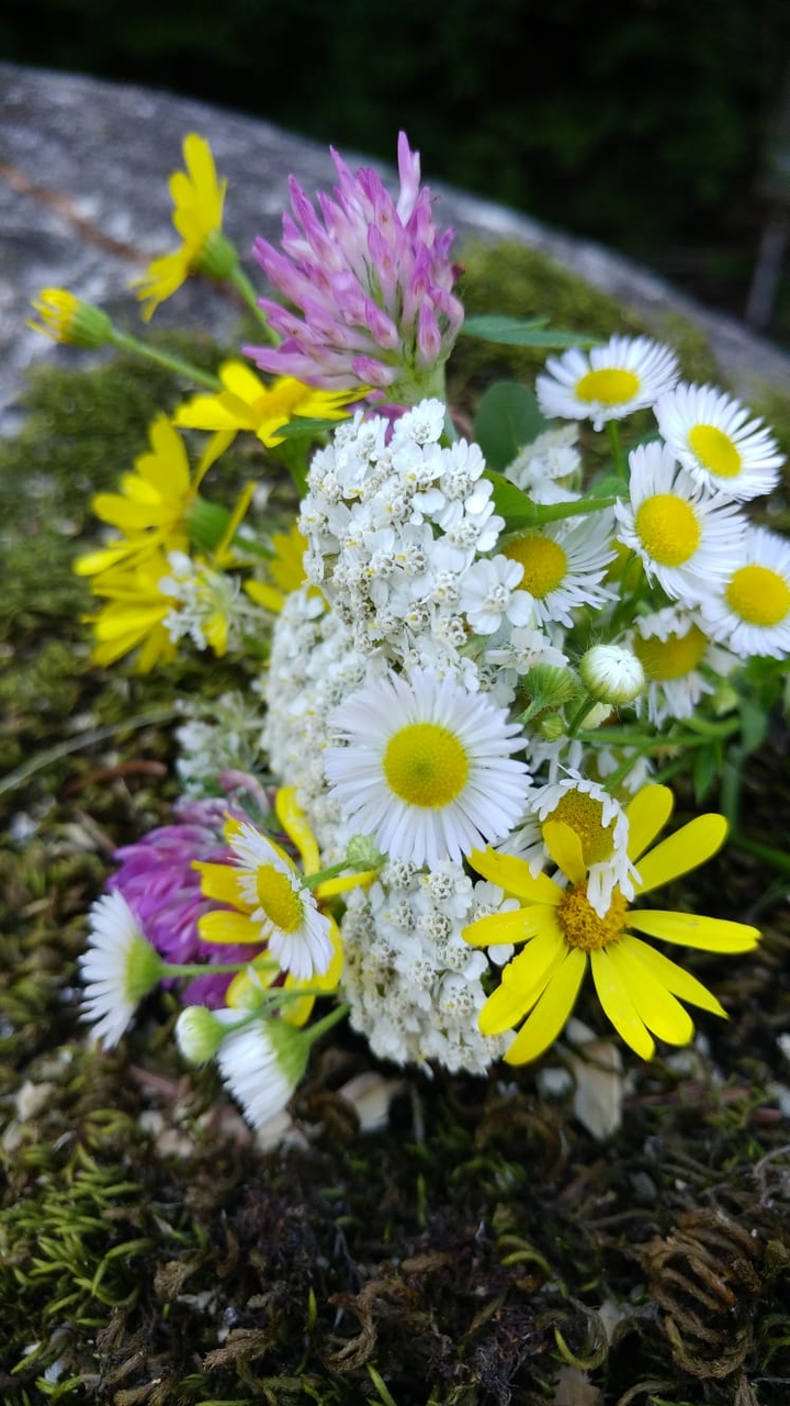 wild flowers