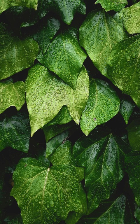 רקעים ivy, leaf