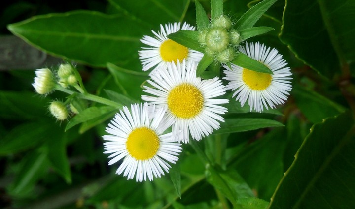 Little Daisy
