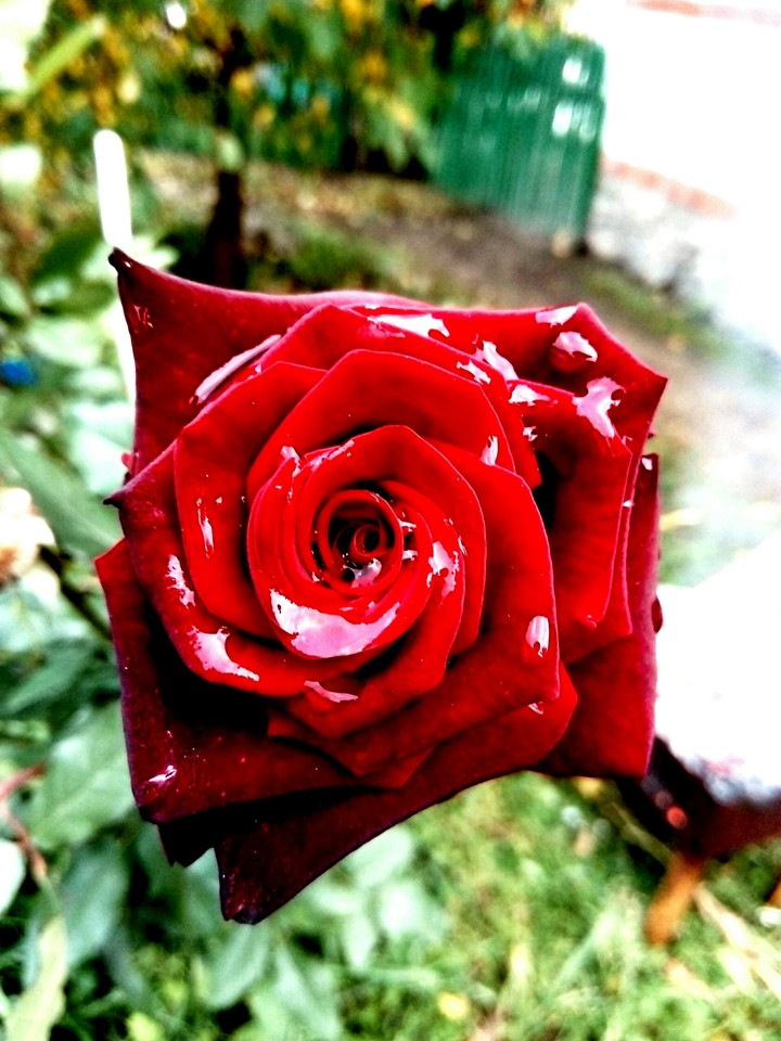 roza