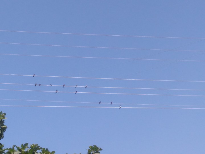 bird