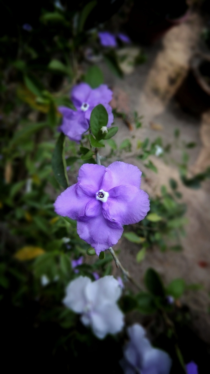 nature